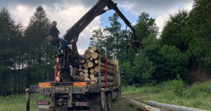 Illegális fakitermelés a Csíki Láznál